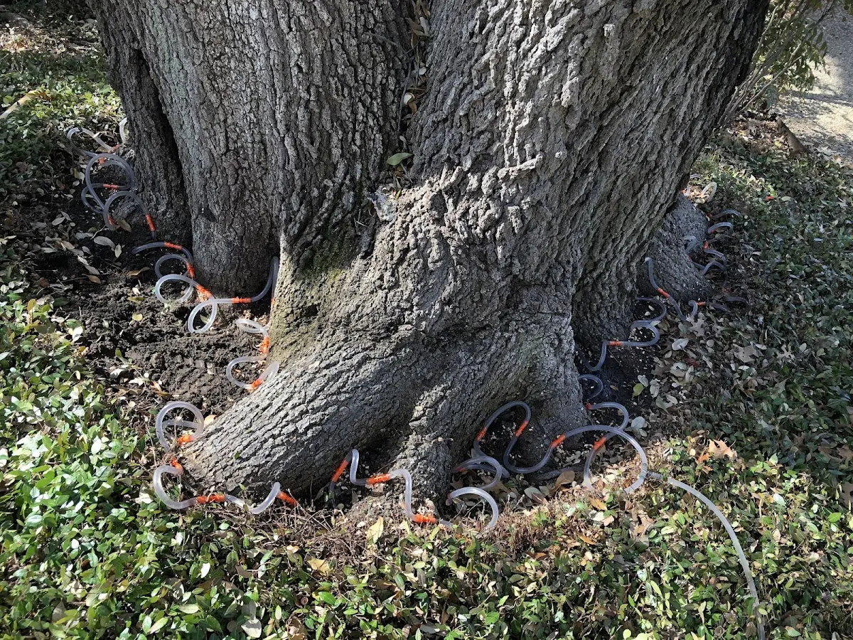 Detailed Tree Cabling and Bracing job site in North Olmsted